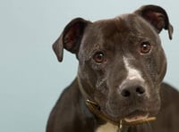 Freddie the dog with a heart of gold needs a loving home