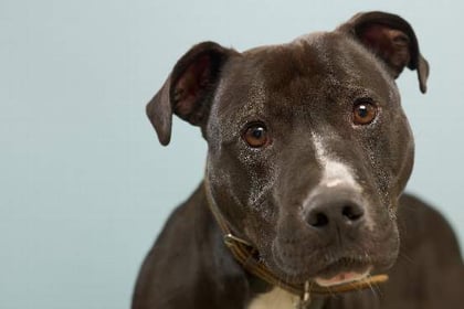 Freddie the dog with a heart of gold needs a loving home