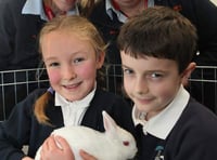 Ruby the rabbit joins South Tawton Primary