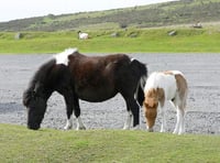 A formula to save Dartmoor hill ponies