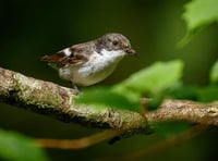 Rare birds spotted at Lydford Gorge