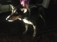 RSPCA rescue missing dog from Okehampton