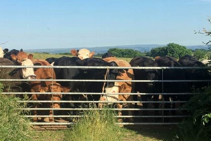 West Devon peer pledges to fight to protect local farmers