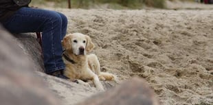 The summer beach ban for dogs is over in Devon and Cornwall