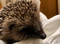 Okehampton charity comes to hedgehog's rescue