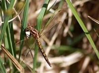 Conservation project at Burrator has leader