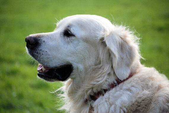 Alabama rot is suspected as cause of dog deaths