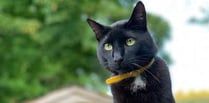 Kind stranger’s reward for information over cat death