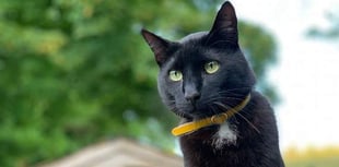 Kind stranger’s reward for information over cat death