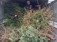 Lewdown Young Farmers raise £820 for charity with Christmas tree collection