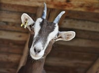 Lewdown Young Farmers collect Christmas trees for goats