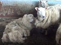 Farmer banned from keeping sheep for ten years after admitting neglect