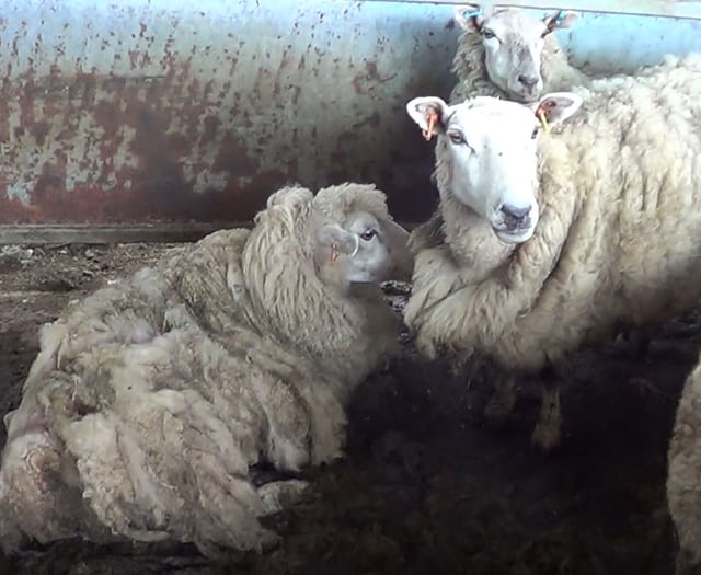 Farmer banned from keeping sheep for ten years after admitting neglect