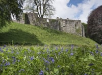 Bluebell Sunday returns this May