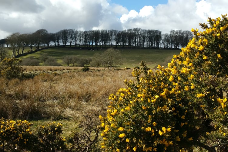 Dartmoor