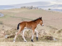 Help to build your house on Dartmoor