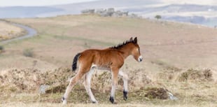 Help to build your house on Dartmoor