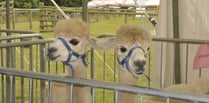 Alpacas aplenty at county show courtesy of Lakemoor 