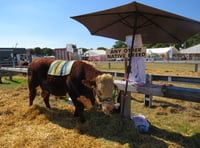 Okehampton Show is a scorcher!