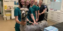 Joker the Lydford alpaca is a favourite with his local vets