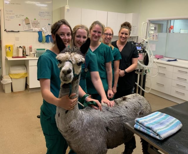 Joker the Lydford alpaca is a favourite with his local vets