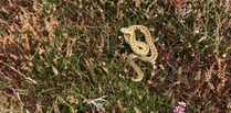 Okehampton Rambling Club spots adder on walk 