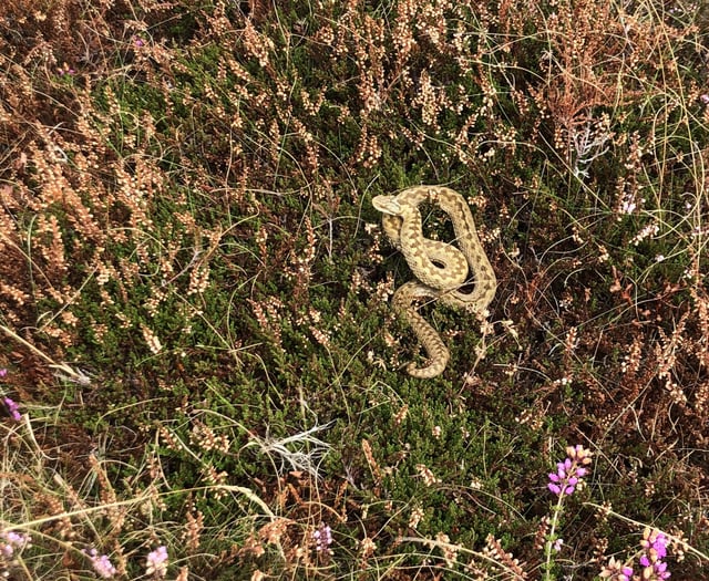 Okehampton Rambling Club spots adder on walk 