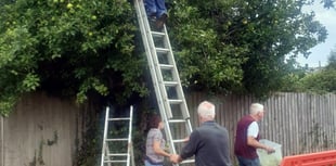 Foodbank given windfall apples