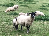 LETTER: Sheep worrying on Okehampton Common