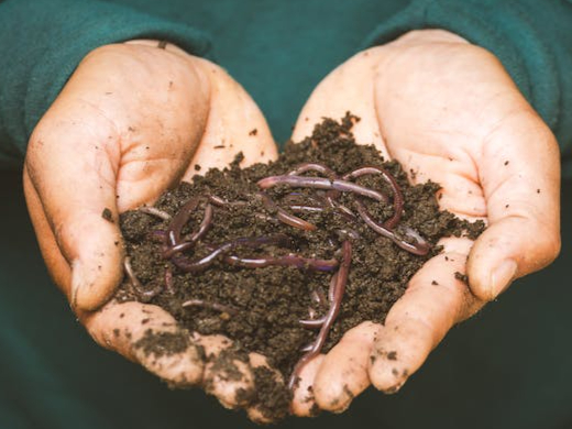 compost image