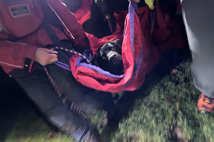 Dog rescued  at Burrator Reservoir