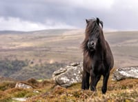 Charity steps in with incentives to support native Dartmoor ponies