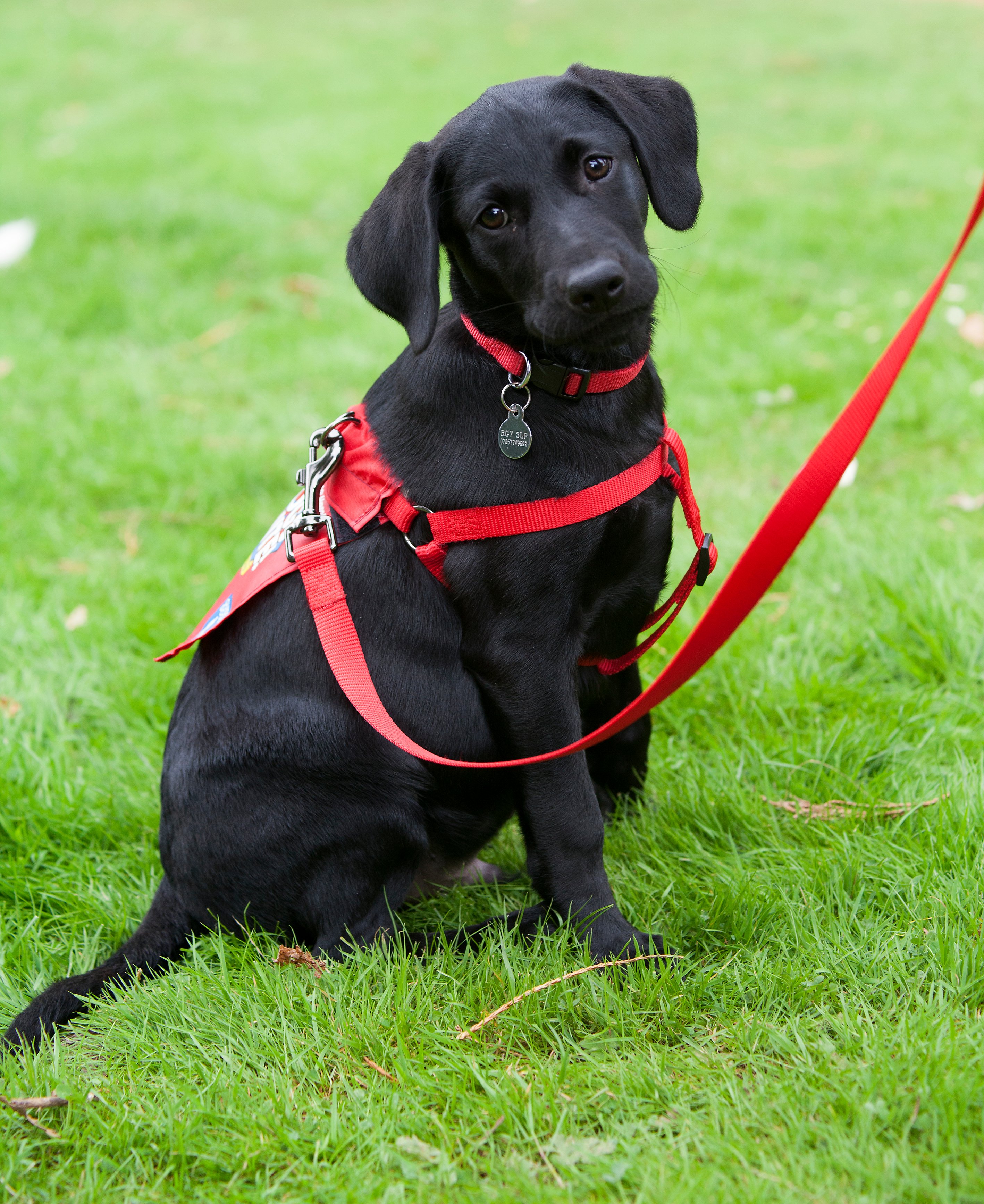 okehampton-volunteers-raise-awareness-for-guide-dog-puppy-raisers