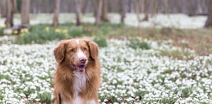 National Trust opens survey into dog-friendly places in the South West