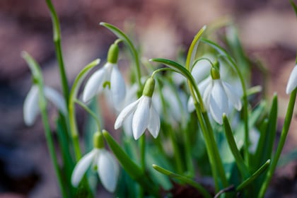 Belstone Snowdrop Sunday will raise money for the Childrens Hospice