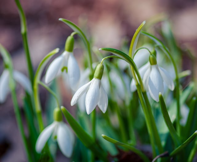 Belstone Snowdrop Sunday will raise money for the Childrens Hospice