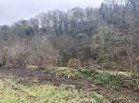 Mass tree felling in Simmons Park ‘necessary’