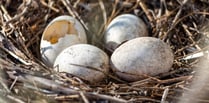 LETTER TO THE EDITOR: Swaling conflicts with nesting season