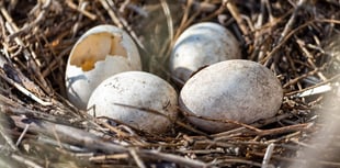 LETTER TO THE EDITOR: Swaling conflicts with nesting season