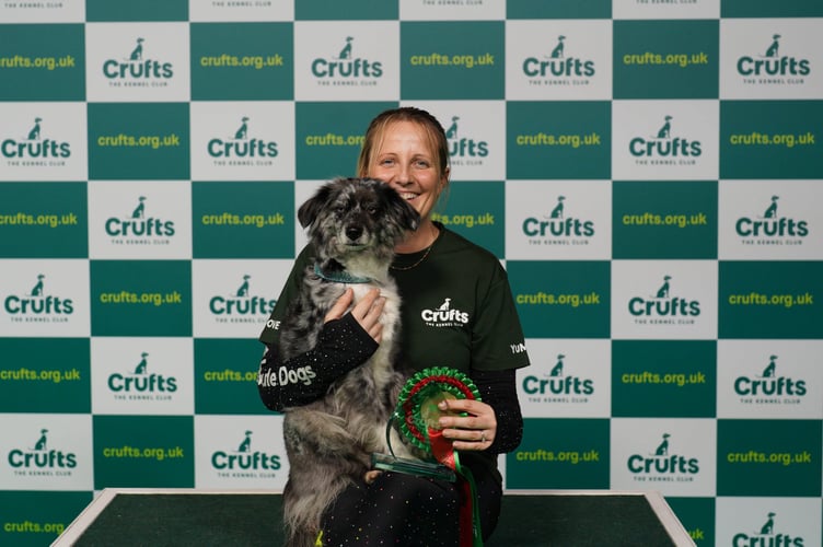 Lauren Langman with a Mini American Shepherd called Classic, who were the Agility - Large Novice ABC winners today (Friday 10.03.2023)  at Crufts 2023.

