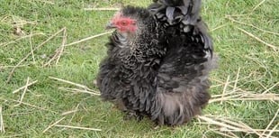 Woman left distraught after pet hen stolen from her garden
