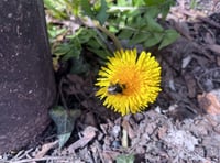 Okehampton eco-group urges residents to increase garden bio-diversity