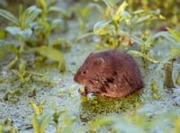 Can you help save the water vole? Volunteers needed to join survey