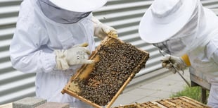 Beekeeping training courses at Whiddon Down
