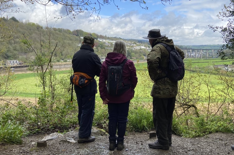 Okehampton Rambling Club,  looking across to Calstock from the Chapel in the Wood