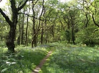 Dartmoor National Park involved in pine marten reintroduction  survey