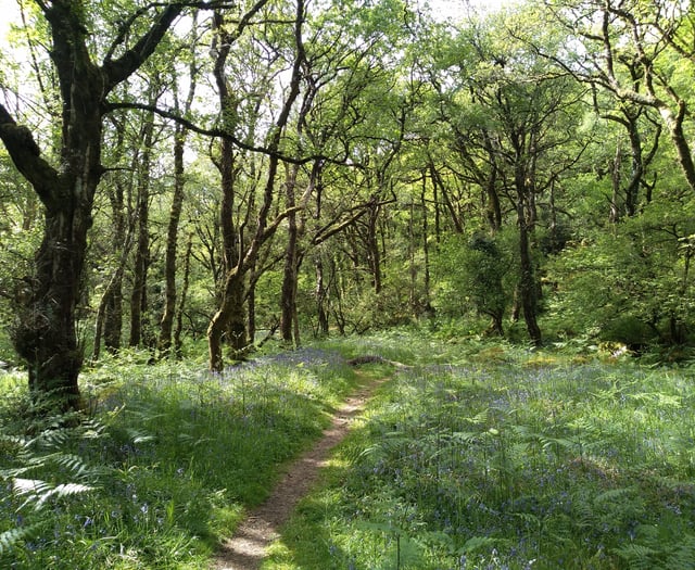 Dartmoor National Park involved in pine marten reintroduction  survey