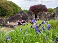 Okehampton Castle's Bluebell Sunday a success