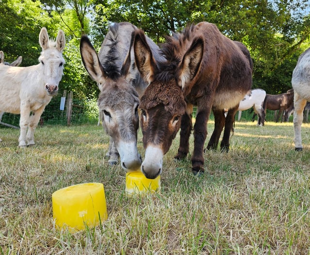 Keeping cool at The Donkey Sanctuary 