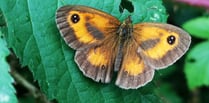 Get involved in the big butterfly count